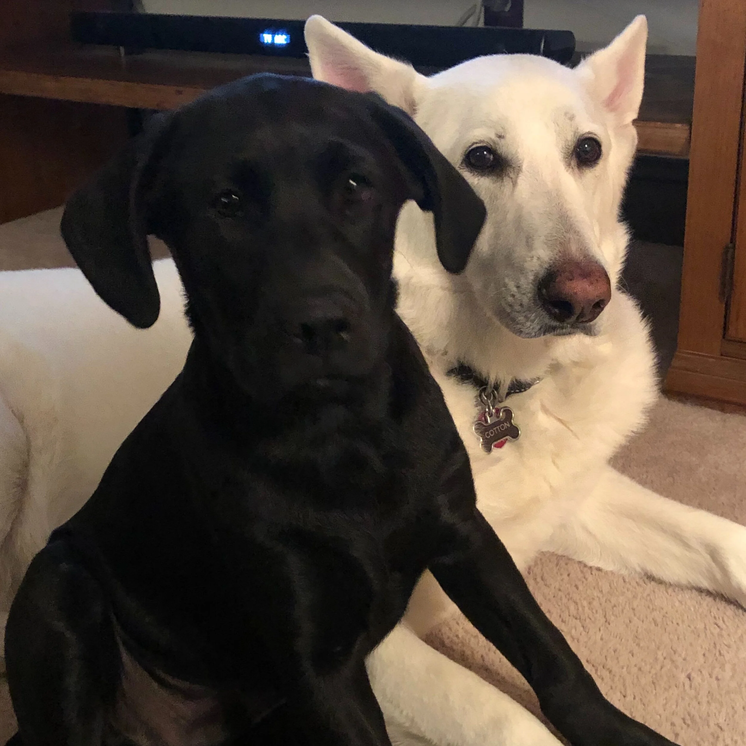 Lus lab deals rescue